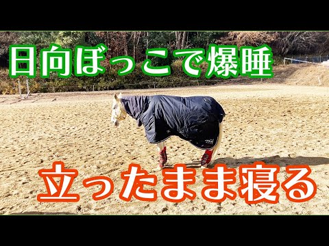 立ったまま寝る動物 - その方法と例