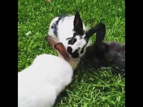 , title : 'Bunnies meeting video - bunnies video - Animal's video - pet video'