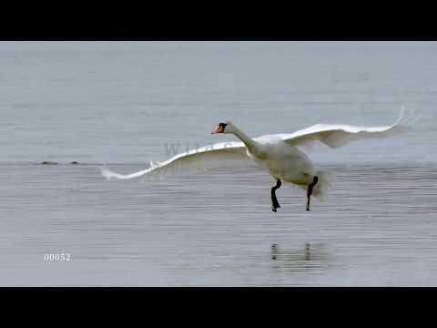 Łabędź niemy w locie.