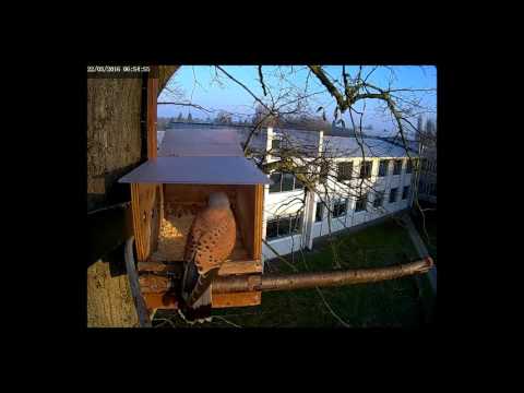 Kestrel visting the nest box