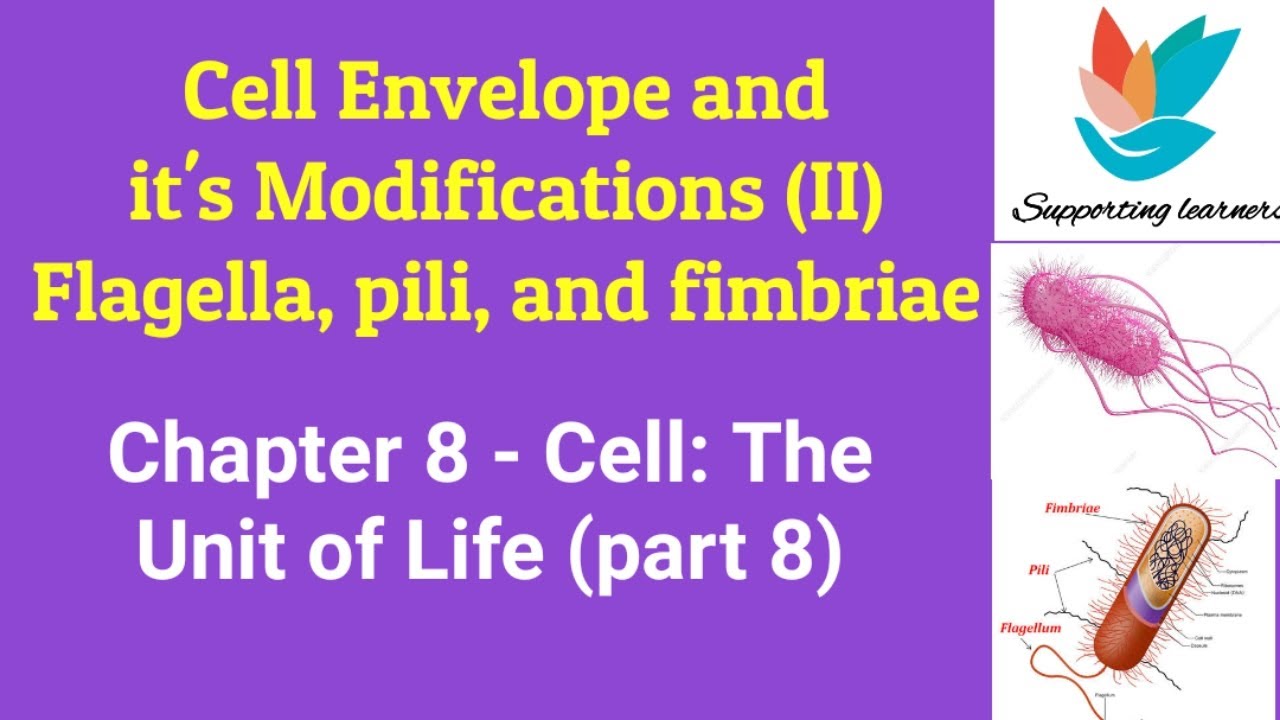 FLAGELLA, PILI, AND FIMBRIAE/Cell Envelope and its modifications (II)/ Cell:The unit of life(part 8)