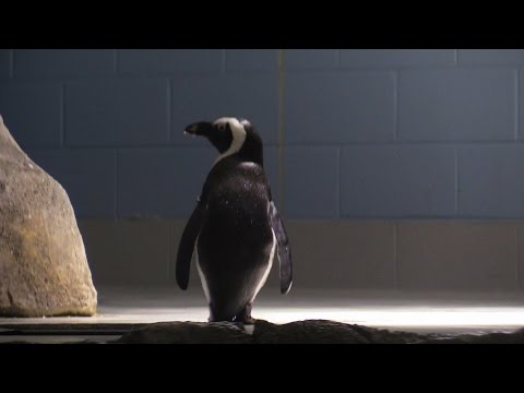 Penguins in Arizona ODYSEA AQUARIUM  in SCOTTSDALE