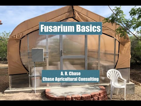 Let's Talk Disease:  Fusarium basics