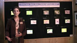 preview picture of video 'Cable Natural History Museum | Welcome to Our Northern Wisconsin Educational Museum'