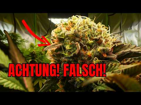 3 MYTHS about the FLOWERING PHASE that are COMPLETELY WRONG