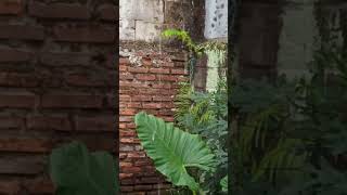 Download lagu #utopia #hujan #shorts #video #reels mp3 Download lagu #utopia #hujan #shorts #video #reels mp3