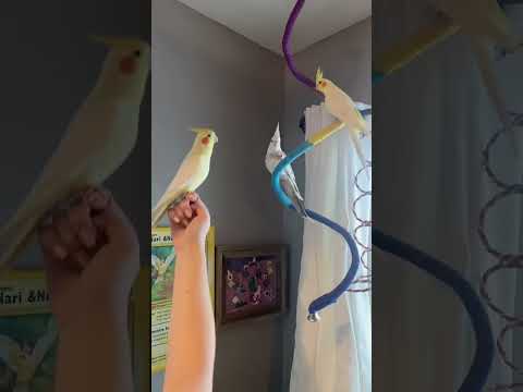 Nico singing &ldquo;September&rdquo; to his girls! 🐤 #cockatiel #singingbird #fyp