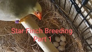 Star Finch Breeding Pt 1. UK