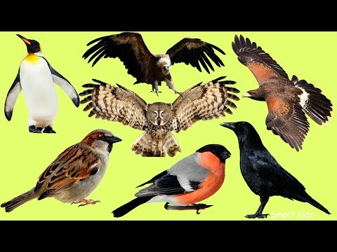 Learn the names of 25 birds in Spanish 🐦 | Listen and repeat with audio