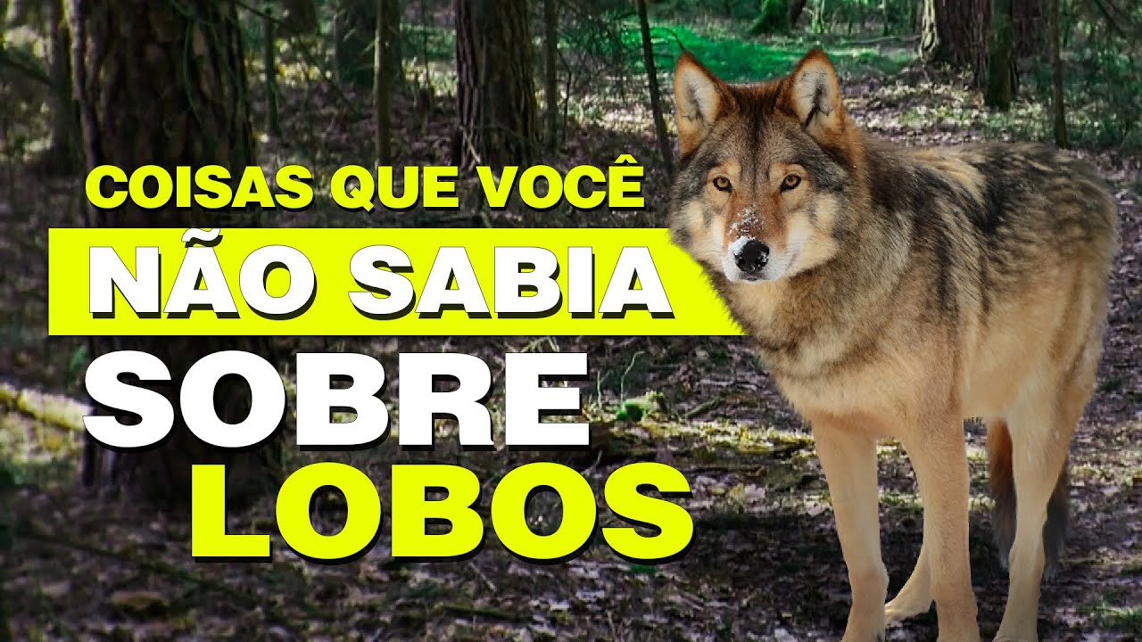 Coisas que você não sabia sobre lobos