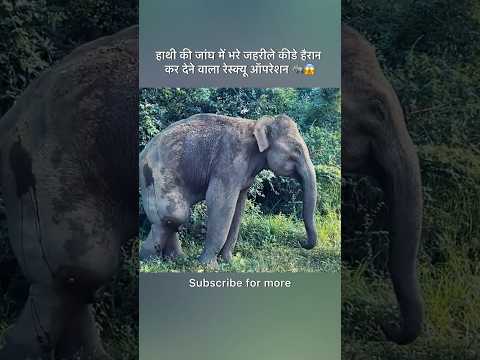 हाथी की जांघ में भरे जहरीले कीडे हैरान कर देने वाला रेस्क्यू ऑपरेशन 🐘😱