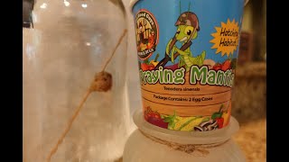 Praying Mantis for the Garden, Making a Hatch House, Are You Ordering the CORRECT Mantis? WATCH THIS