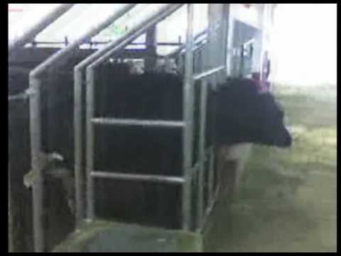 hacienda ganadera  San Francisco de Sales, Cundinamarca