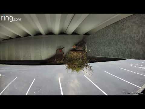 Mama Bird Protects Chick From Attacker || ViralHog