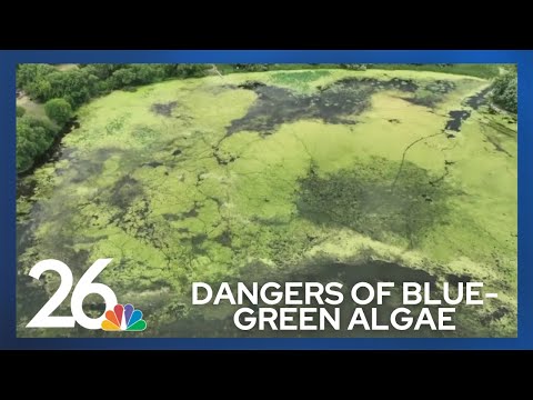 What is blue-green algae? Should you be worried about it?