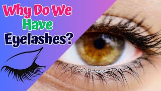 Why Do We Have Eyelashes What do we need them for  Easily Explained in Fun Science for Kids!