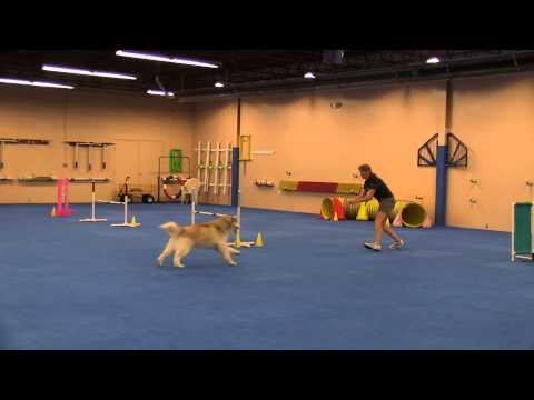 Kismet Agility Trial 082215   Speedstakes Mulligan Run