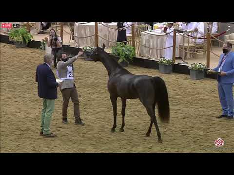 N 221 VISION ALJASSIMYA   23rd Qatar National Arabian Horse Show   Fillies 2 Years Old Class 4B
