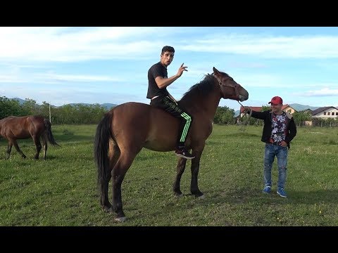 Caii lui Ionut de la Negresti Oas, Satu Mare - 2019