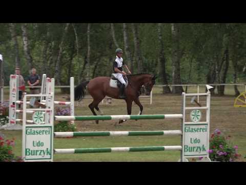 Chetlag- Convoi, DSP gelding *2014 for sale
