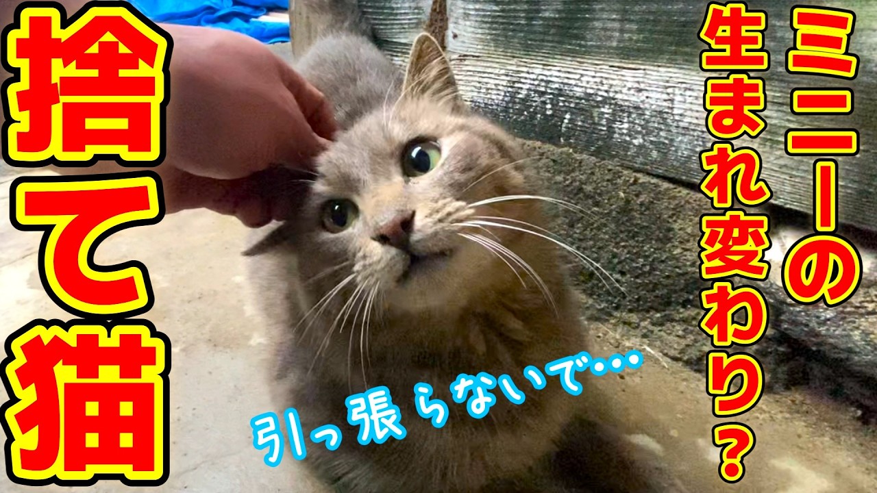 【捨て猫】この野良猫まさか…ミニーの生まれ変わりか…？