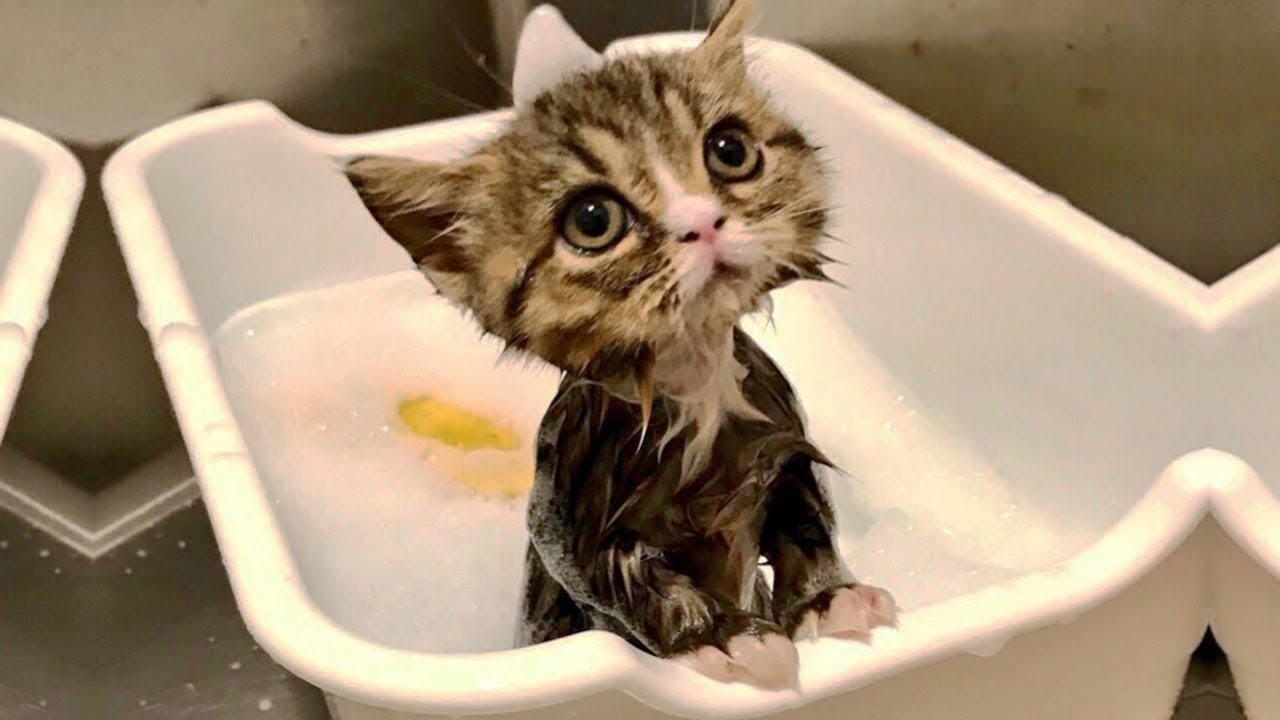 おもしろ可愛い猫たち【ぬこたいむず】