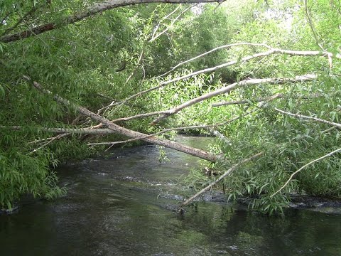 Small stream 5lber...on the Dry fly!! 