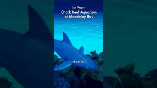 【サメ🦈】カジノだけじゃないラスベガスの楽しみ方/Shark Reef Aquarium at Mandalay Bay　#アメリカ #ラスベガス #観光 #カジノ #水族館 #shorts