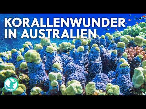 Faszination Great Barrier Reef: Kampf um das Erbe der Ozeane