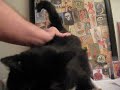 Cute Tuxedo Cat Wants A Lower Back Massage On The Stereo