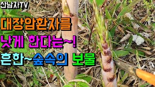 흔하지만 이런 효능이? 5월~6월 숲속의 보물 초보자도 쉽게 찾는 맹죽 분죽 죽순효능 죽순삶는법 죽순요리 산…
