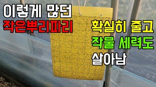 작은뿌리파리 퇴치, 농약 보다 확실히 효과 좋은 마일즈응애