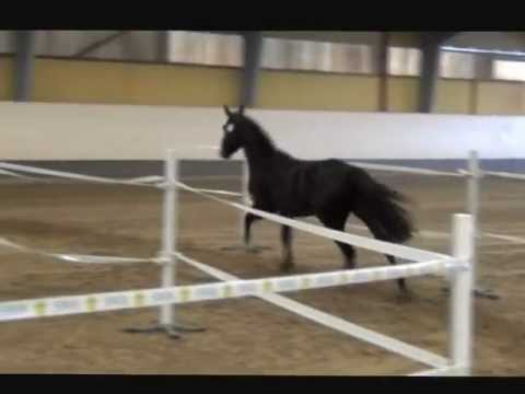 Dynamite TS e  Dee Jost Van Dyke ue Grannus Carprilli 3 årstest