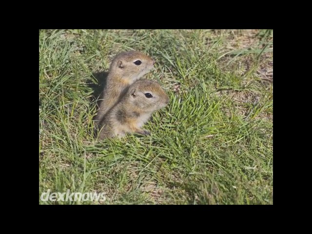 Bug Wiser Exterminating - Benson, AZ