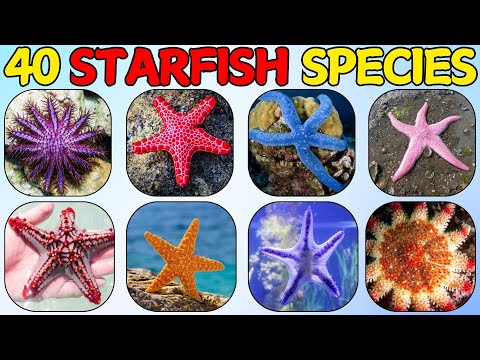 40 Amazing Starfish Species 🌟 | Fun Facts and Names of Fascinating Sea Stars for Kids & Adults"