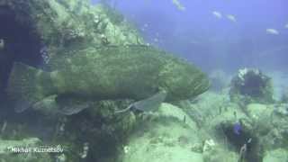 Miami Spearing