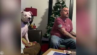 Meet Misha the dog who demands all the attention no matter what.