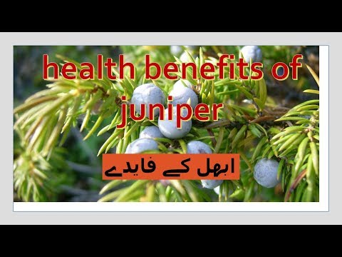 Health Benefits of Juniper/ Abhal Key Faiday in Hindi/ What are Common Juniper