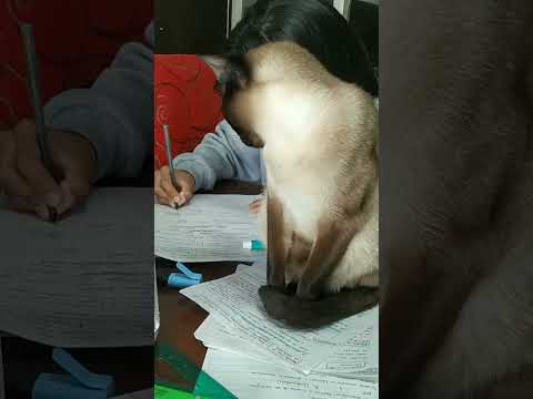 mi lolito estudiando