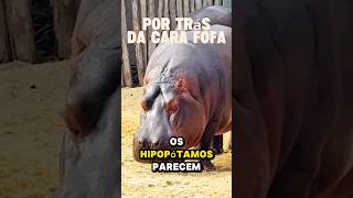 ele é uma máquina de guerra!