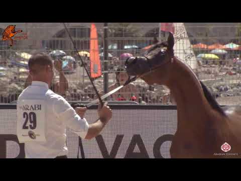 N 29 RD NOTARIA PCF   2020 Menton Mediterranean and Arab Countries Arabian Horse Championship   Year