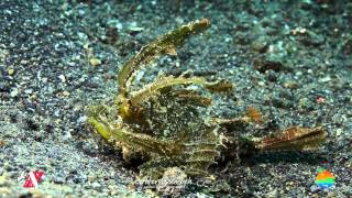 preview picture of video 'Muck Diving in Lembeh Strait May Highlights'