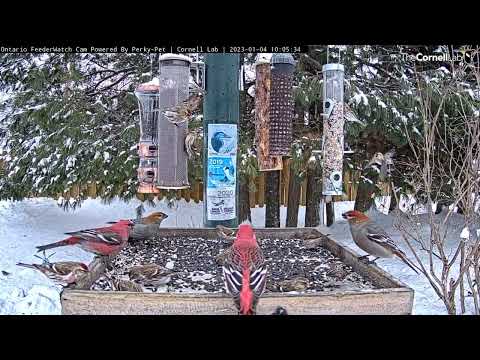 Pine Grosbeaks And Redpolls Munch On Sunflower Seeds In Ontario – Jan. 4, 2023
