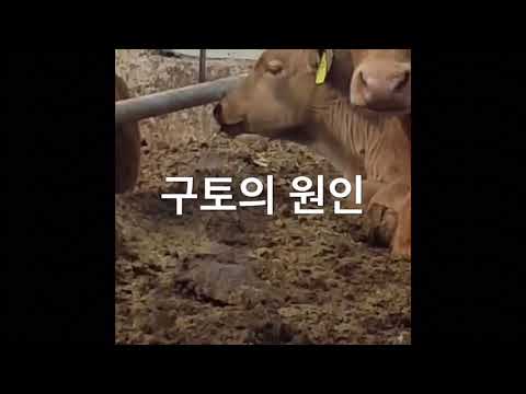 , title : '송아지 4위절개술 calf abomasum surgery'