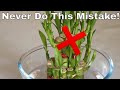 Secret To Grow Healthy Lucky Bamboo Plant | Lucky Bamboo Plant Care | Vastu FengShui