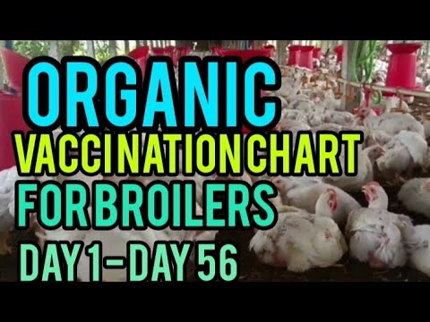 8 Weeks Broiler Vaccination Chart With Organic Herbs for Zero Mortality & Fast Growth | Full Daily