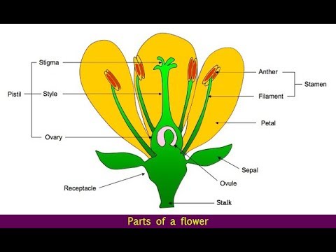 Learn STRUCTURE OF FLOWER in 5 mins