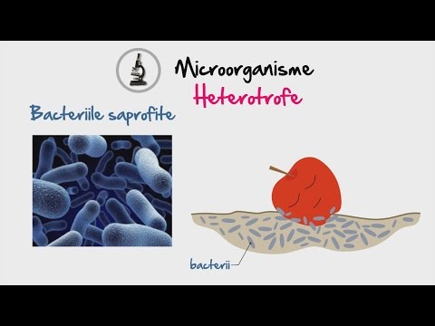 bacterii mezofile definitie
