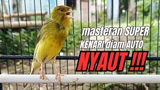 Download lagu Masteran KENARI GACOR ngeroll panjang,Cuit Cuit Emosi AMPUH bikin kenari nyaut ,Masteran MURAI BATU mp3