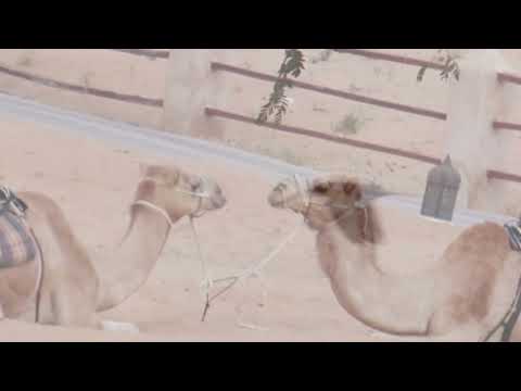 Trip to Wahiba sands part 2 l abeer and animals